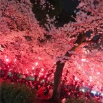 サクラ